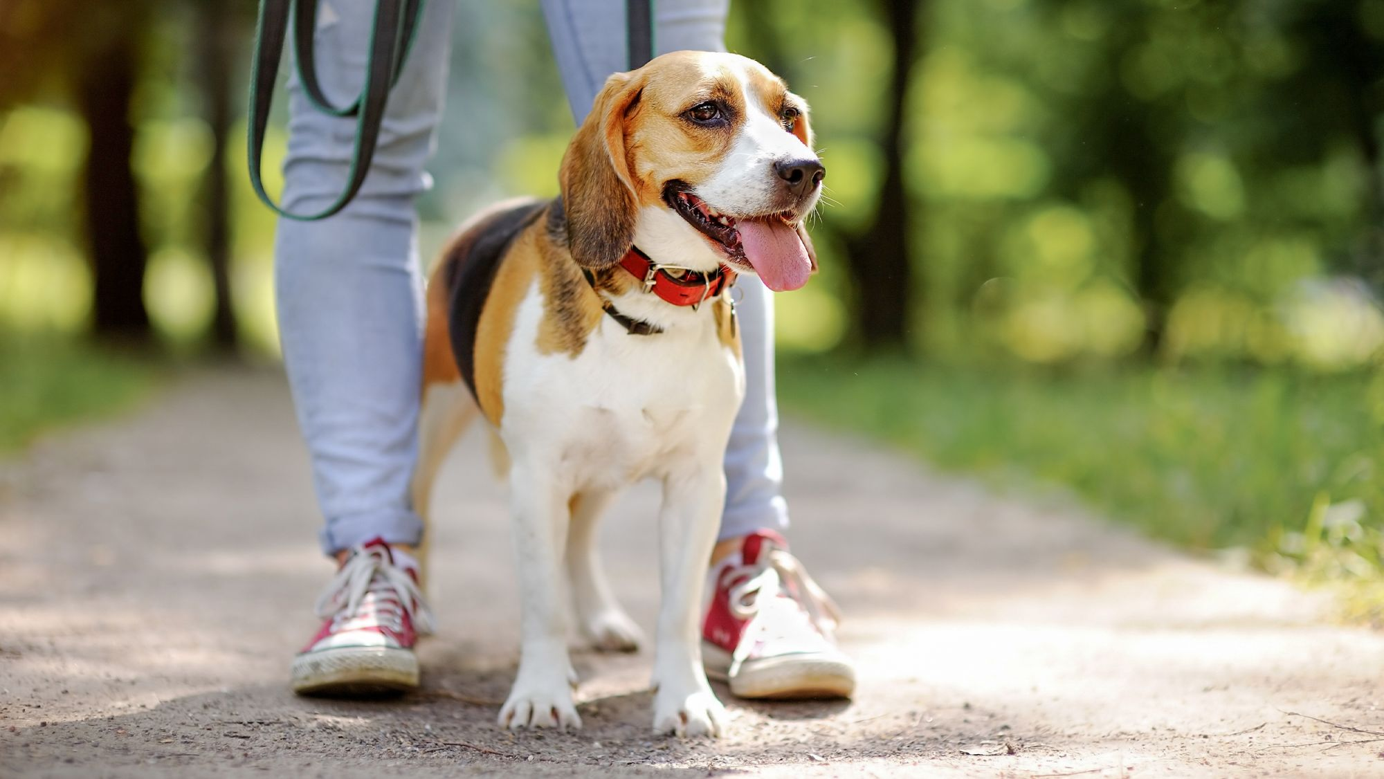 Proprietario che porta il cane a fare una passeggiata