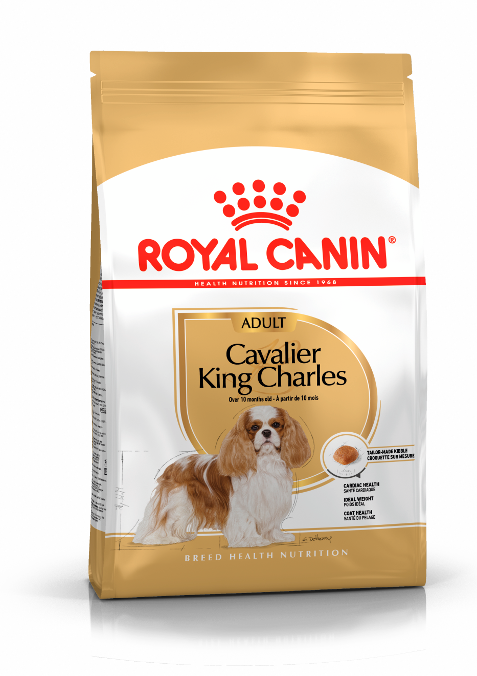 Cavalier King Charles Adult