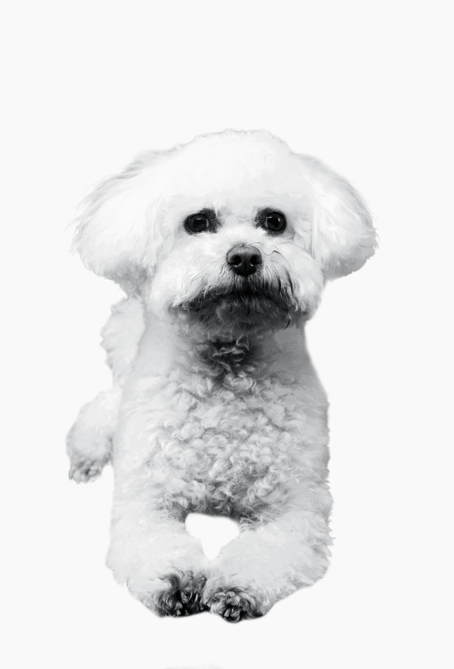 Black and white portrait of a sitting Bolognese