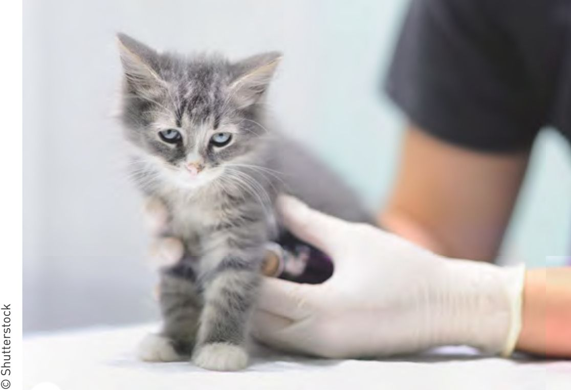 Figura 4. A auscultação cardíaca é uma habilidade aperfeiçoada com a prática