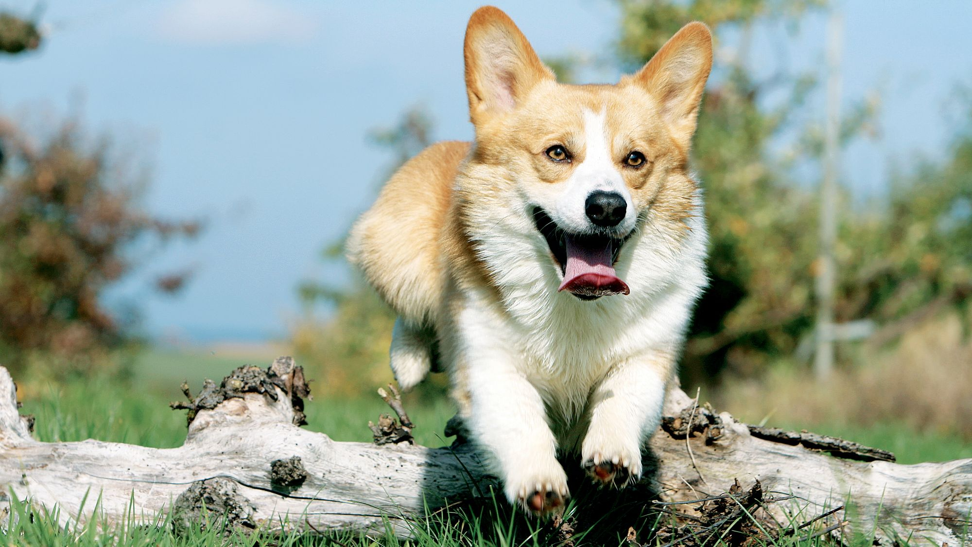 Welsh Corgi Pembroke jumping over log with tongue out 