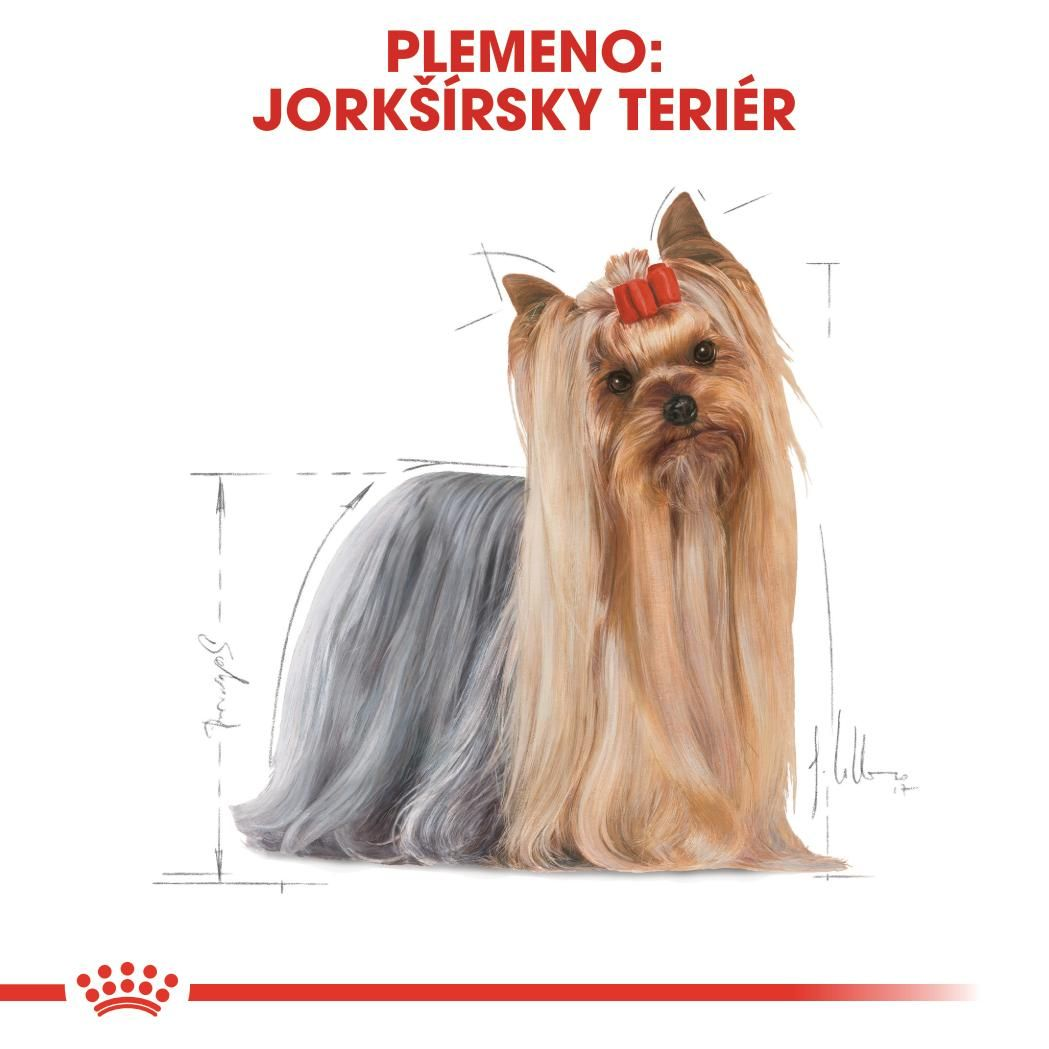 YORKSHIRE TERRIER