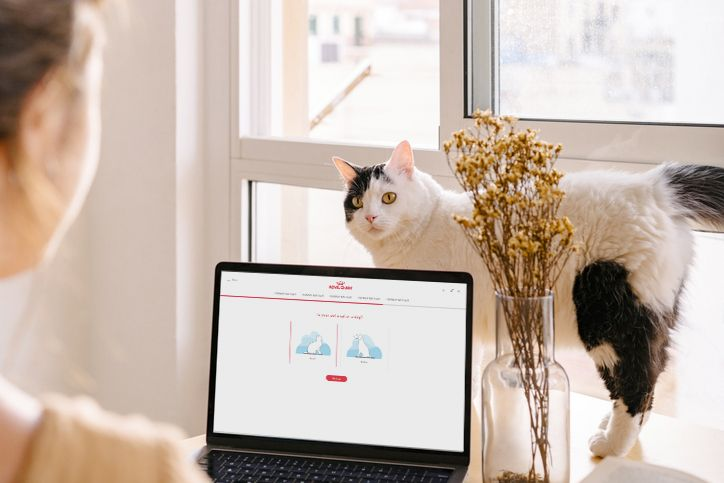 A cat and laptop in a desk