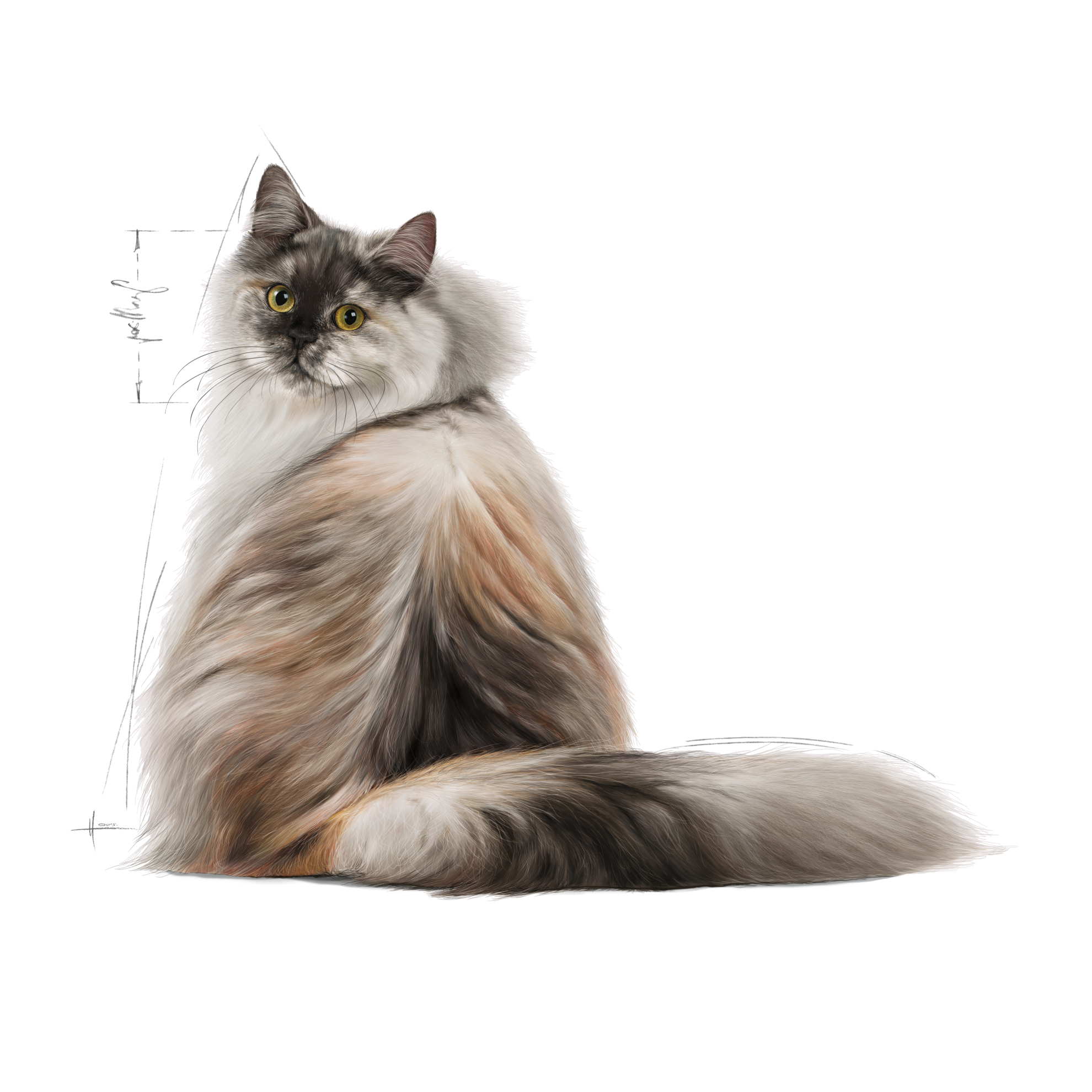 Royal canin kitten hair and skin sale