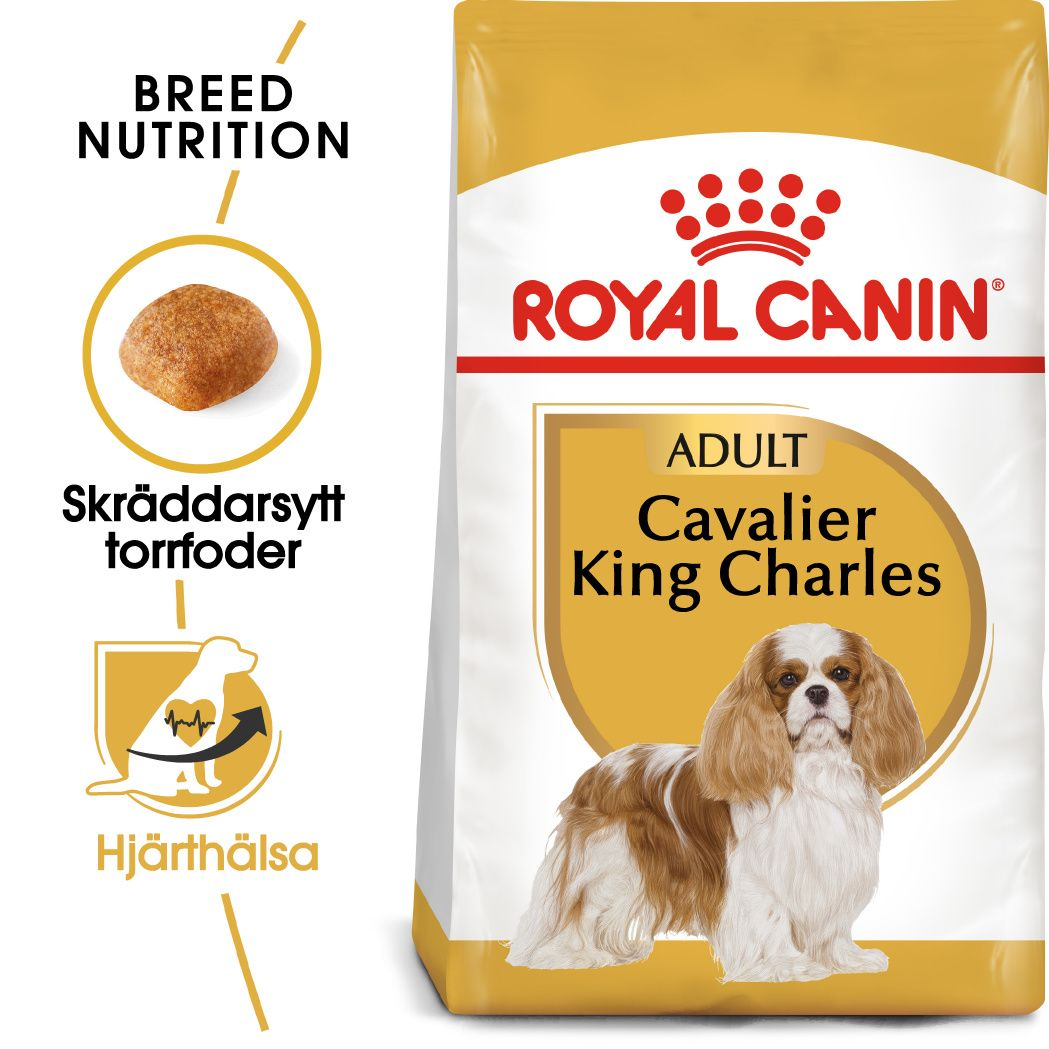 Cavalier King Charles Adult