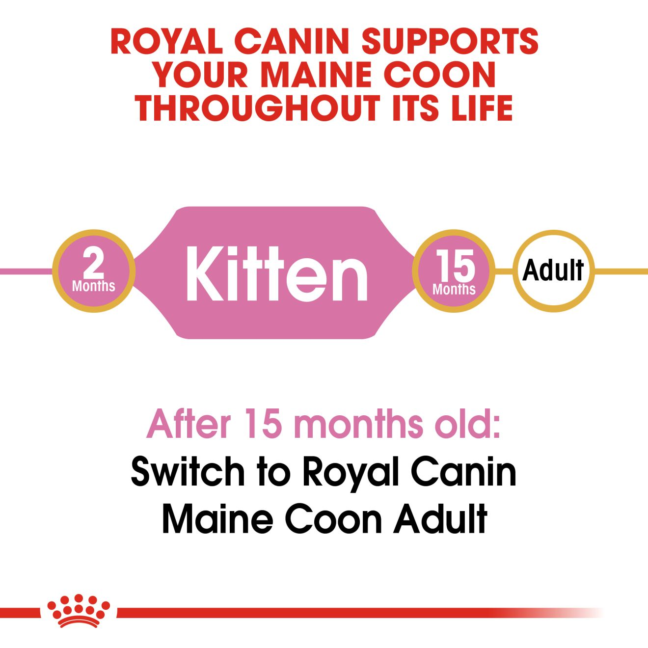 kitten maine coon royal canin