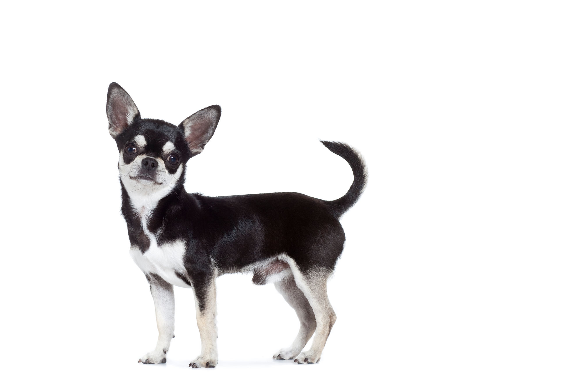 Chihuahua adult in black and white on a white background