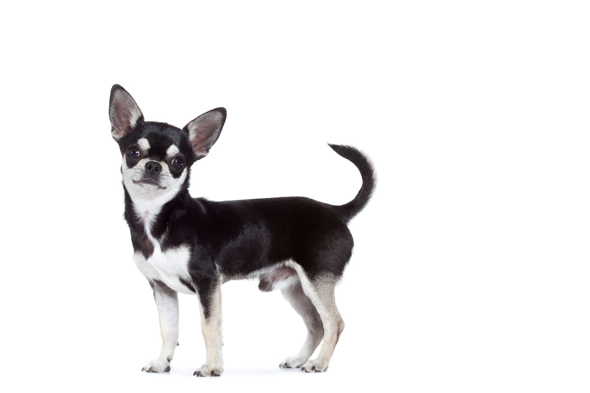 Smooth Coat Chihuahua Royal Canin CA