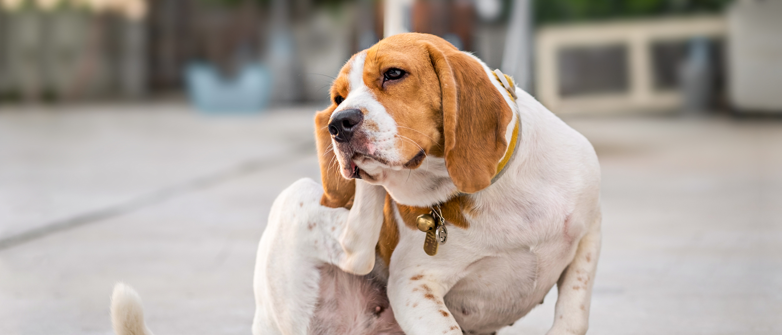 Adult Beagle sitting outdoors scratching its ear.