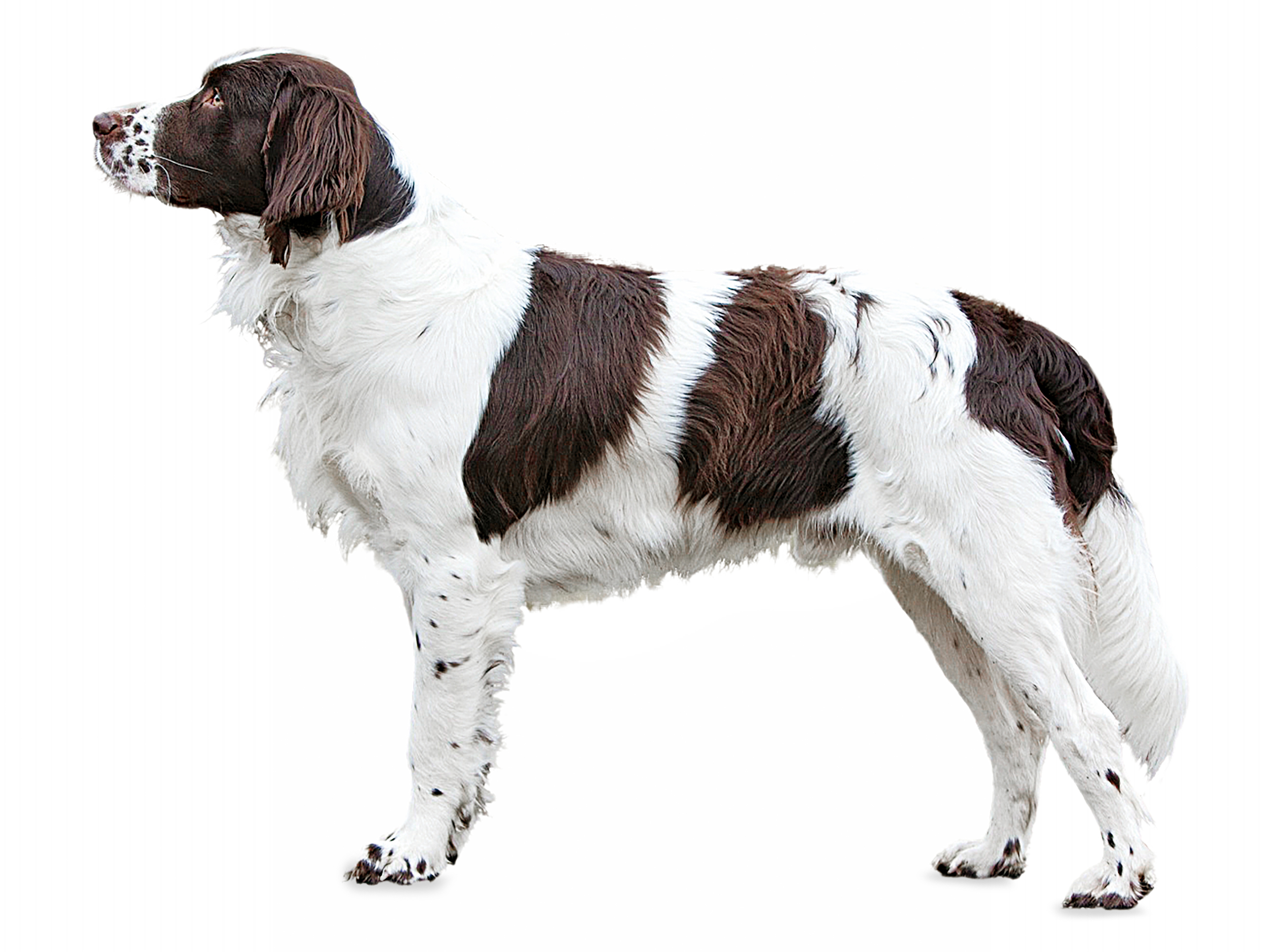 Drentsche partridge dog black and white