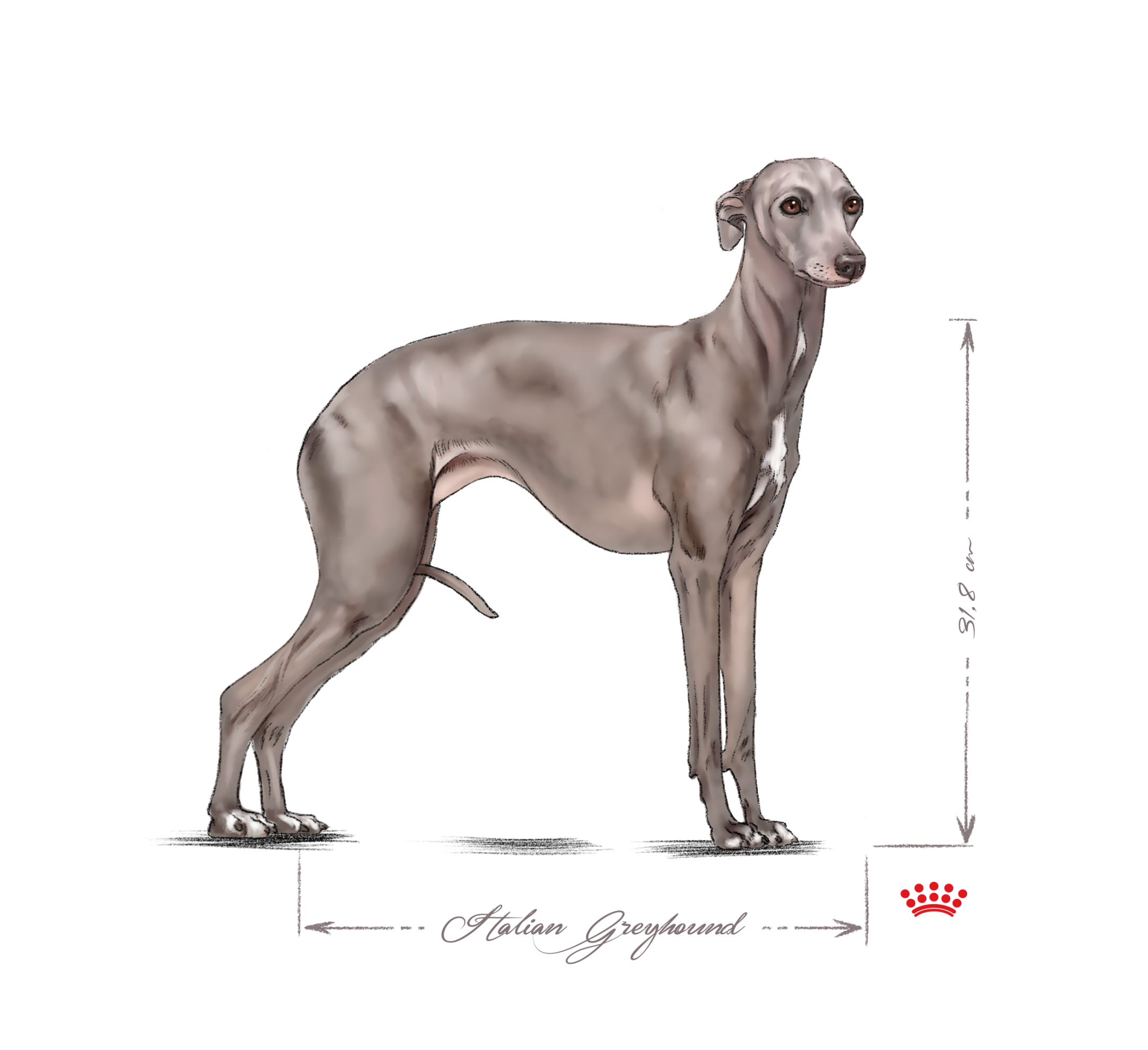 Italian Greyhound adult in black and white