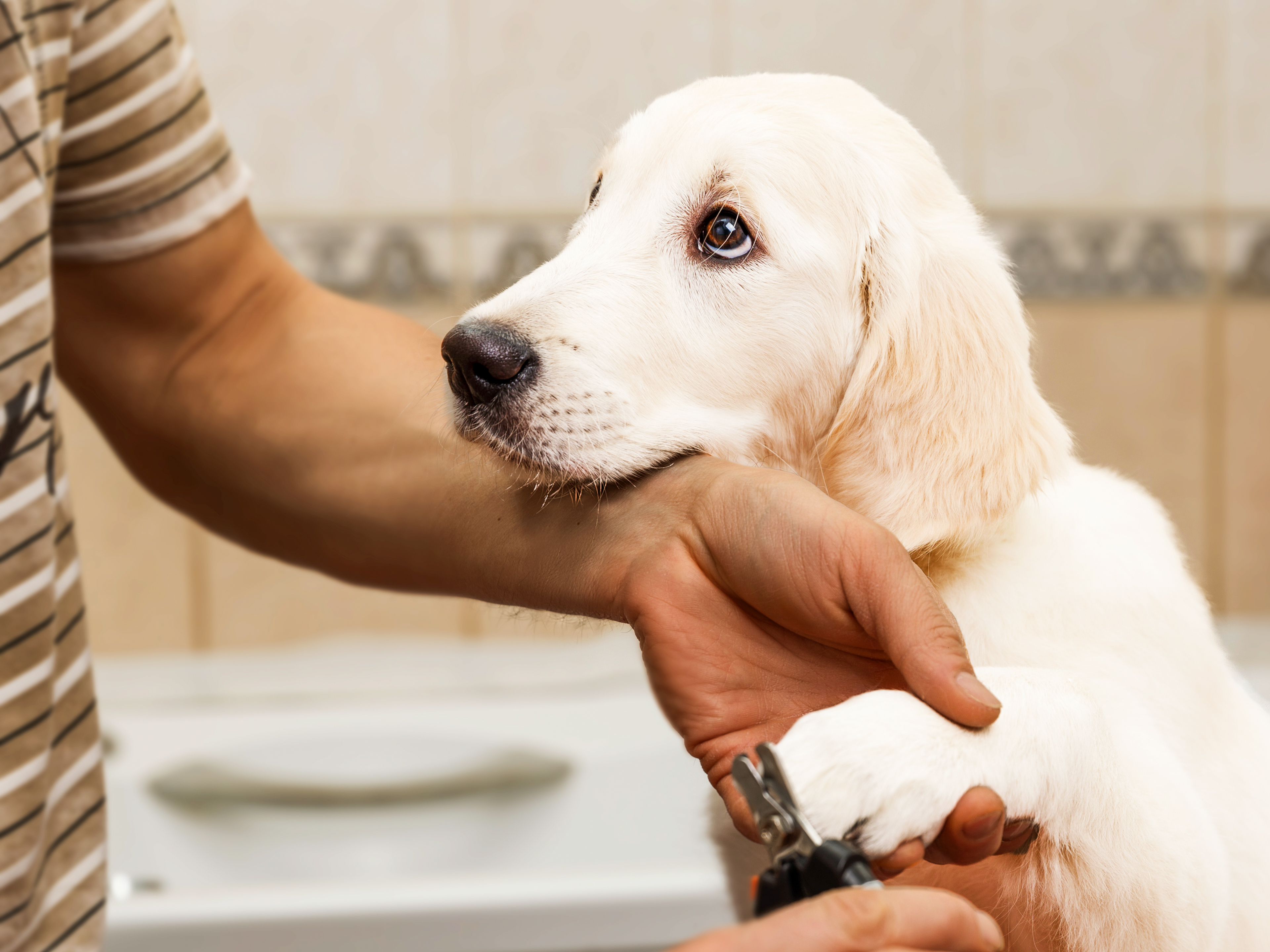 Golden Retriever puppy having their nails clipped in a bathroom