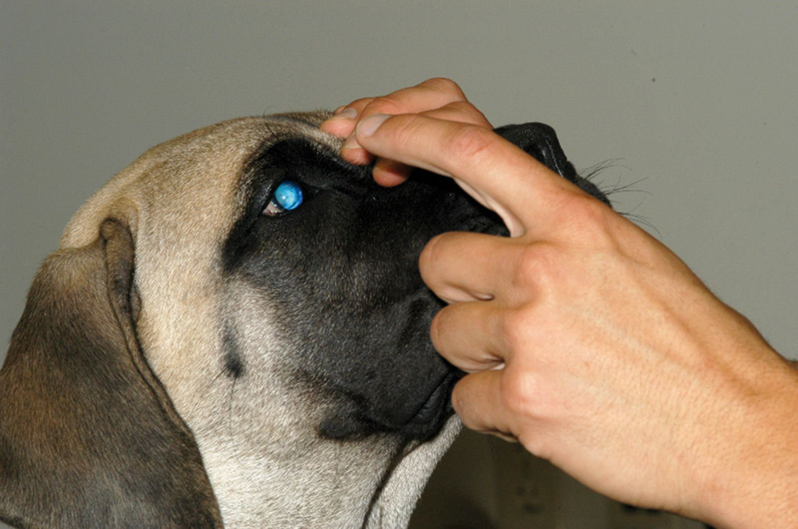 Figure 1. Réflexe de clignement à la menace chez un chien