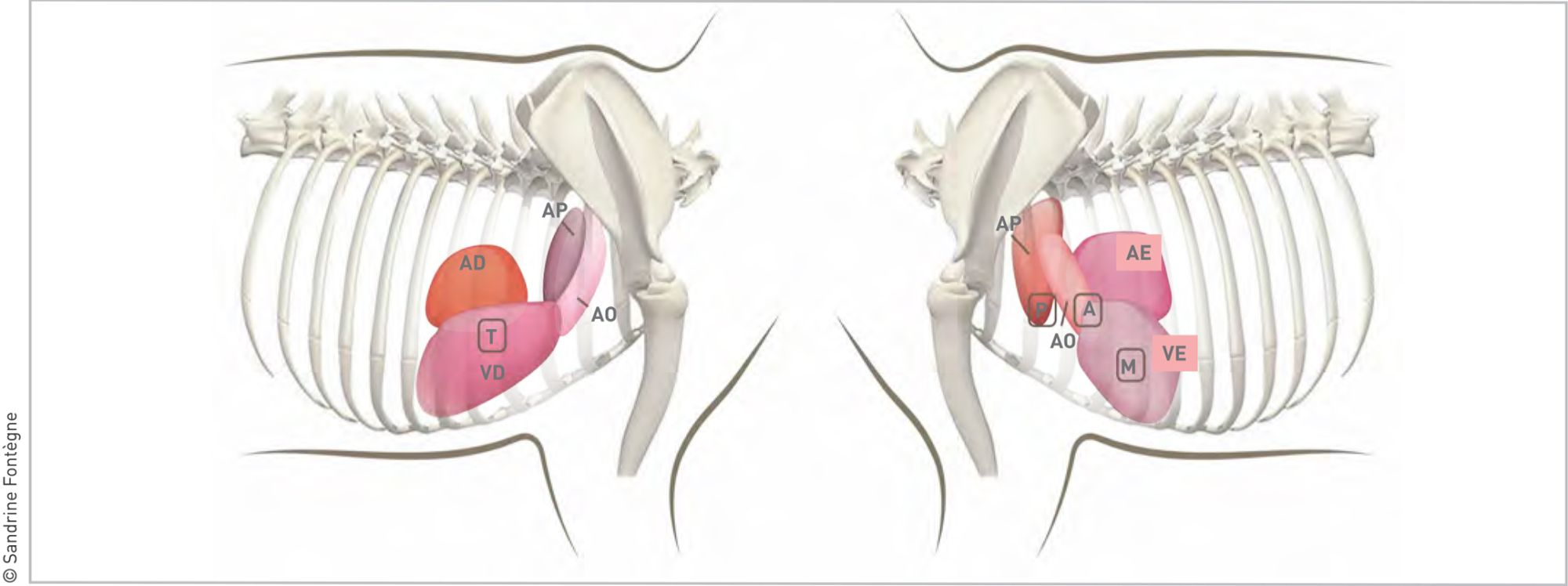 Figura 5. A auscultação cardíaca deve ser realizada sobre as regiões anatômicas correspondentes 