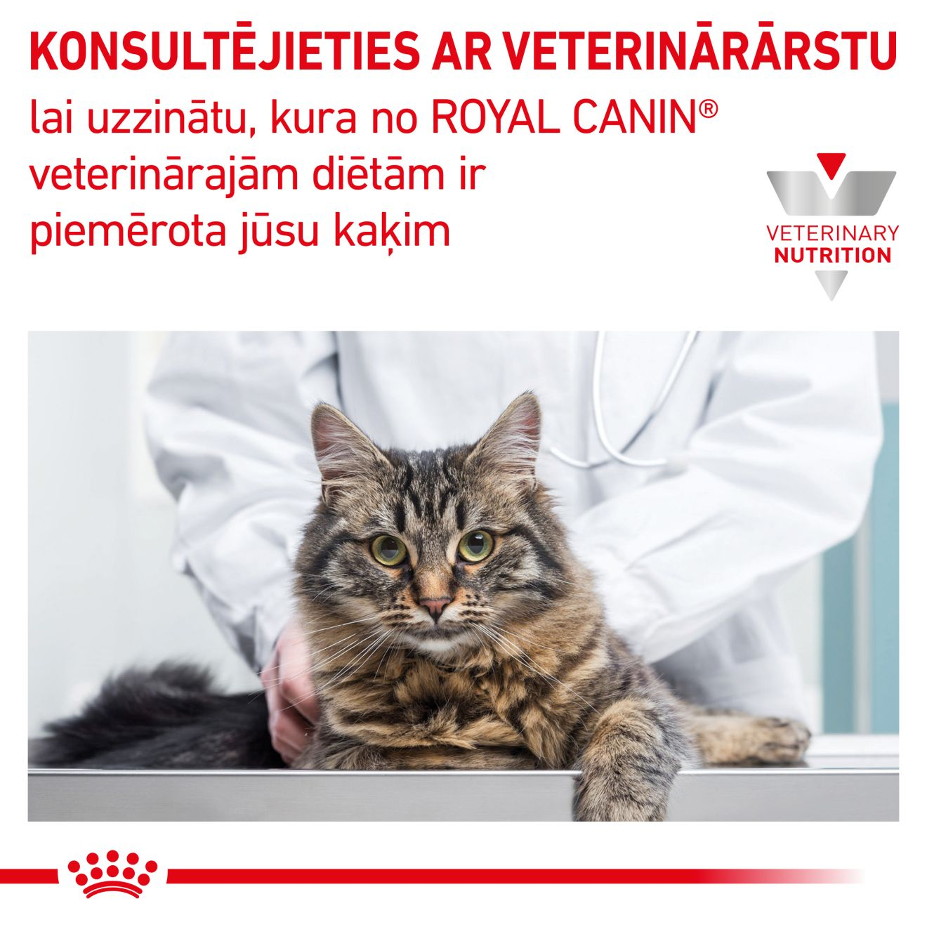 Gastrointestinal Kitten