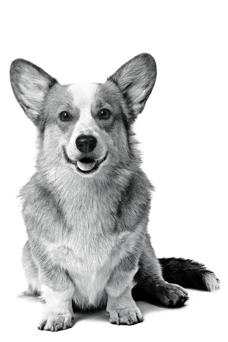 welsh-corgi-pembroke-bw-2