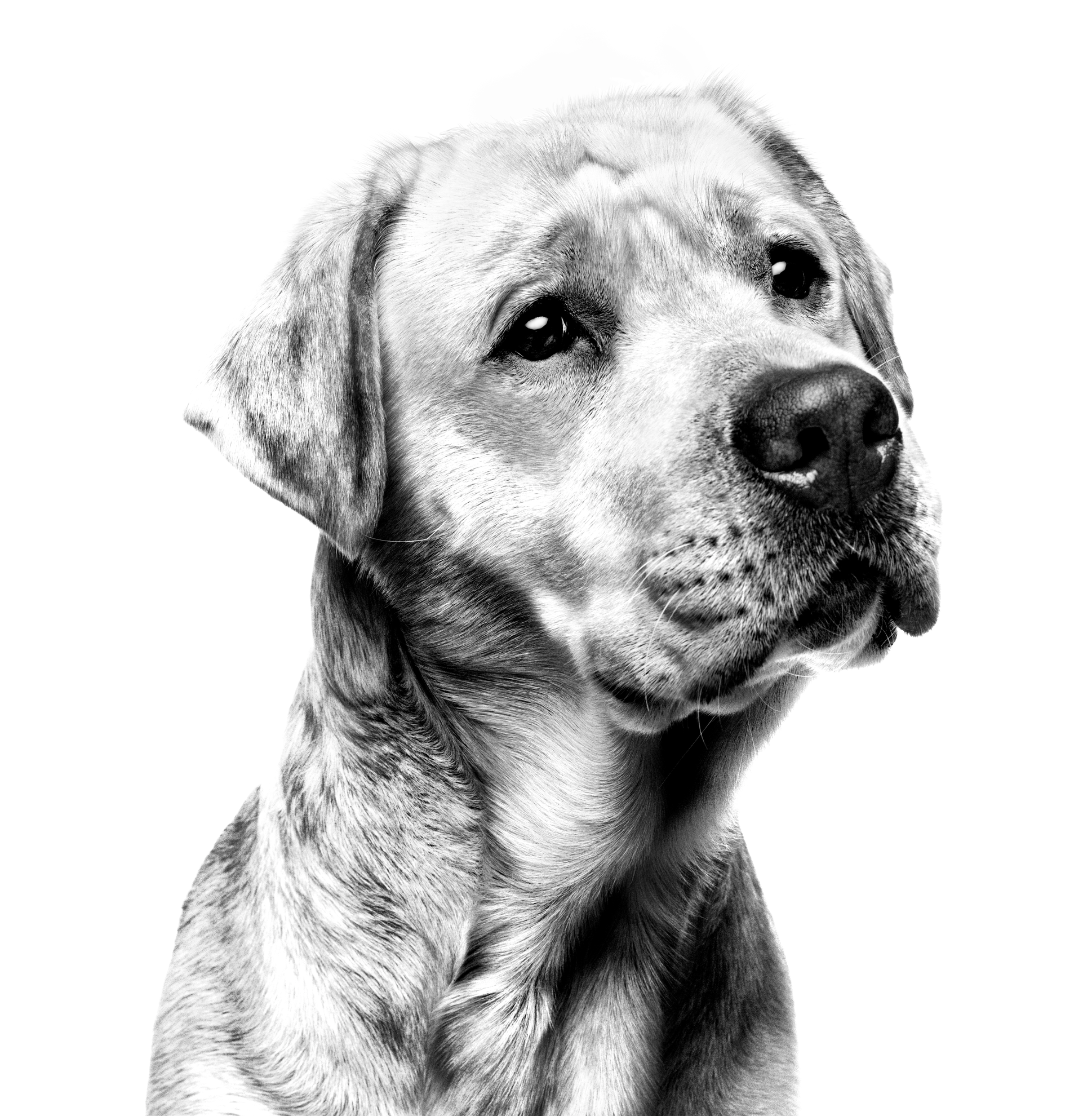 labrador