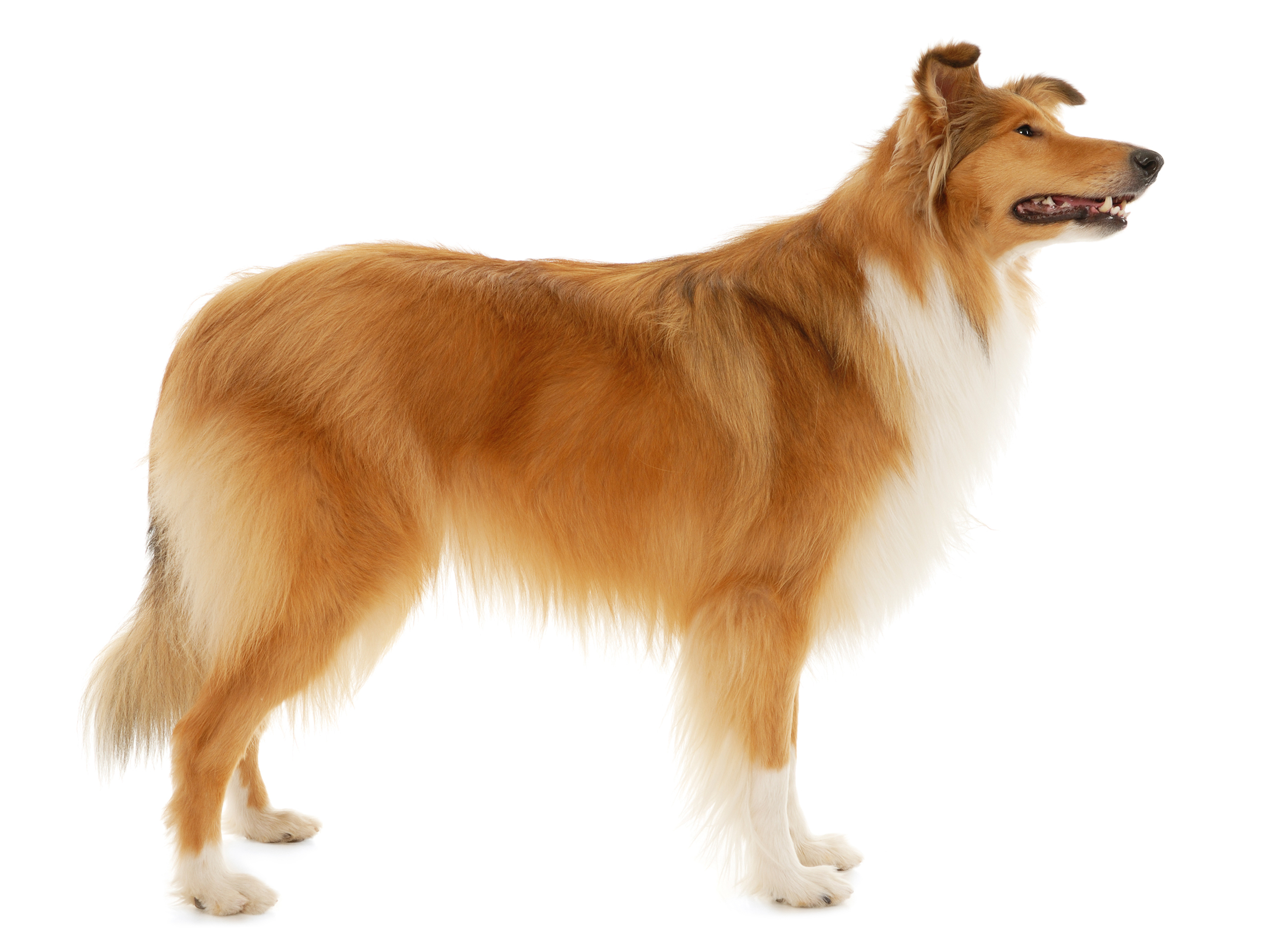 collie rough adult standing black and white