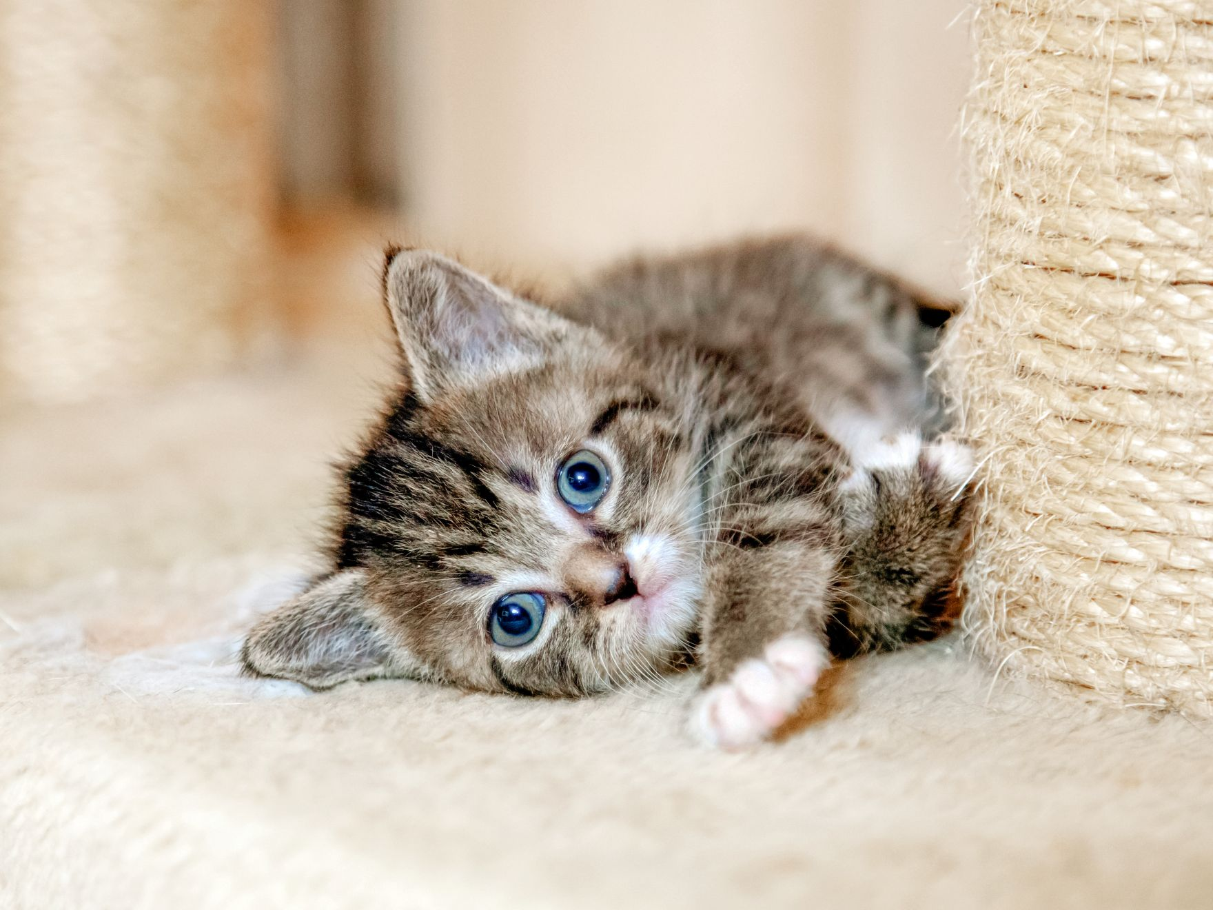 Tabby kitten lying down in a cat tree