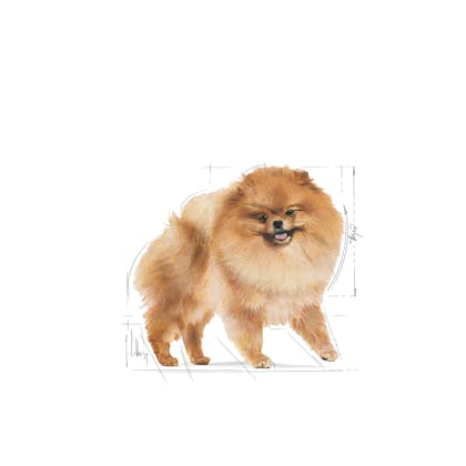 POMERANIAN ADULT-EMBLEMATIC-FACING-BHN20