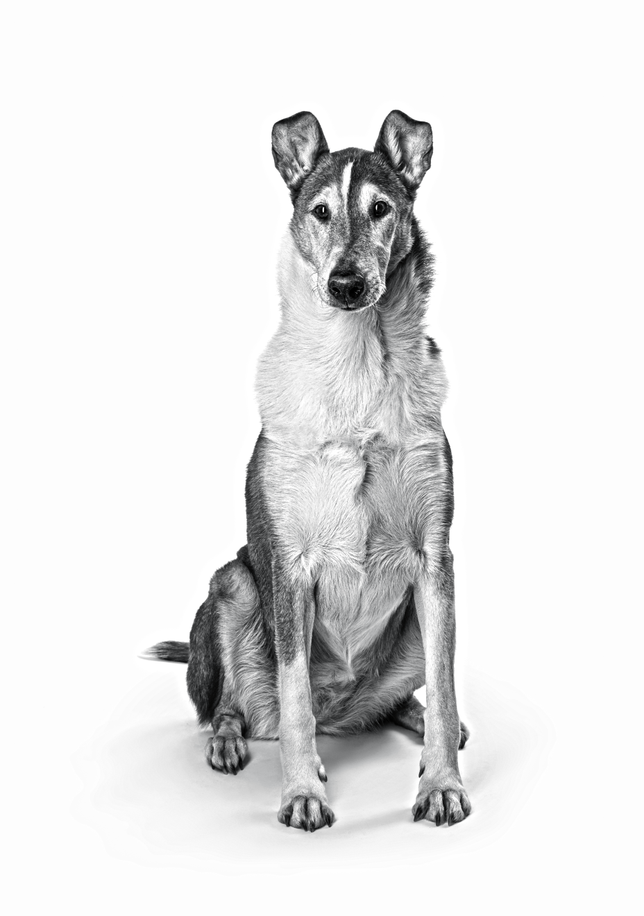smooth-collie-bw