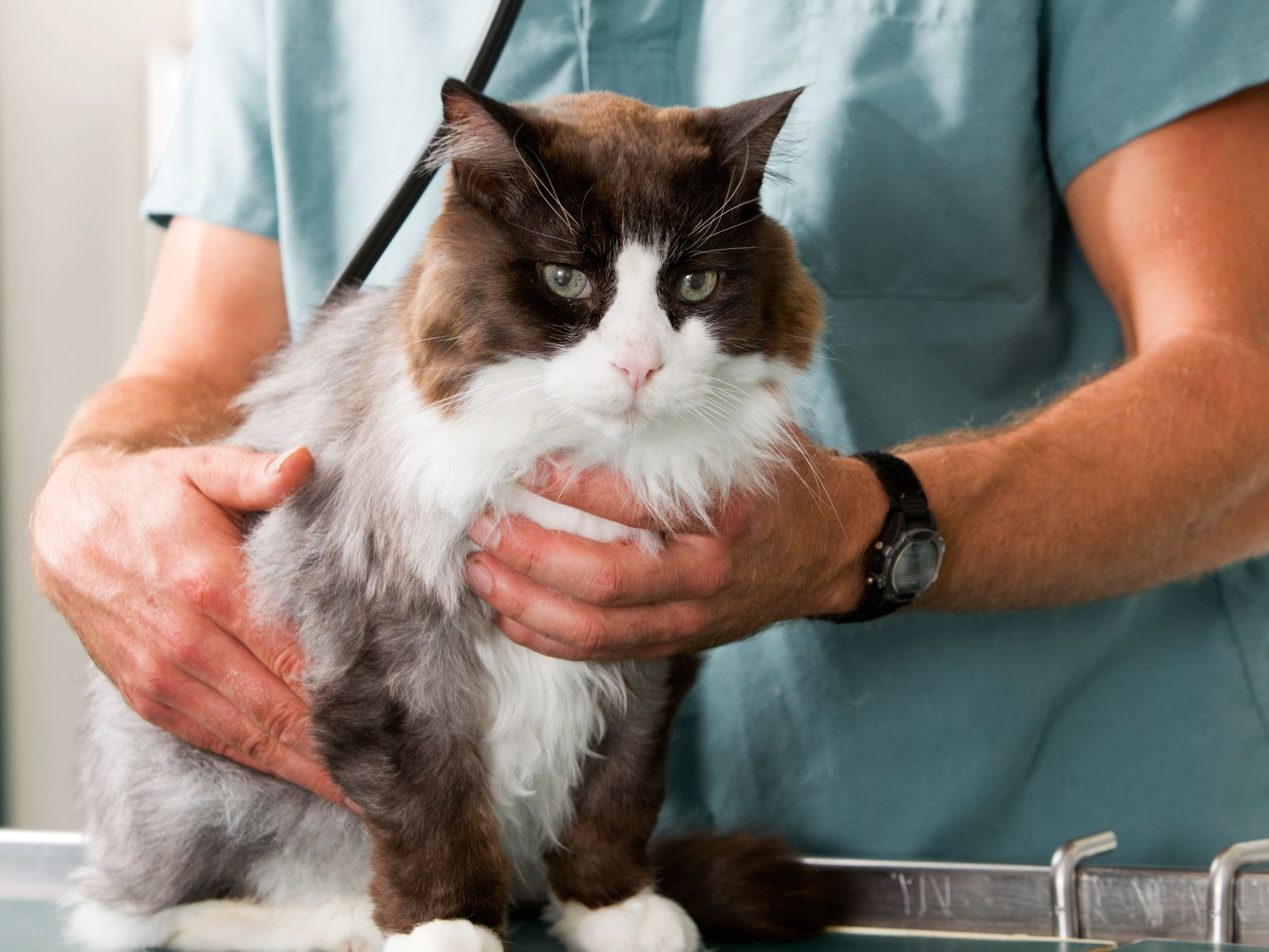 Veterinarian holding a cat