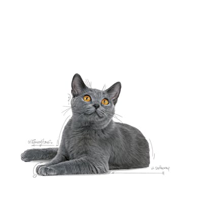 FCN22 - DENTAL CARE - DRY - CHARTREUX - FACING - EMBLEMATIC PICTURE - B1