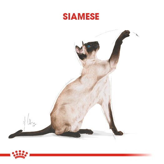 Siamese Adult Yetişkin Kedi Kuru Maması