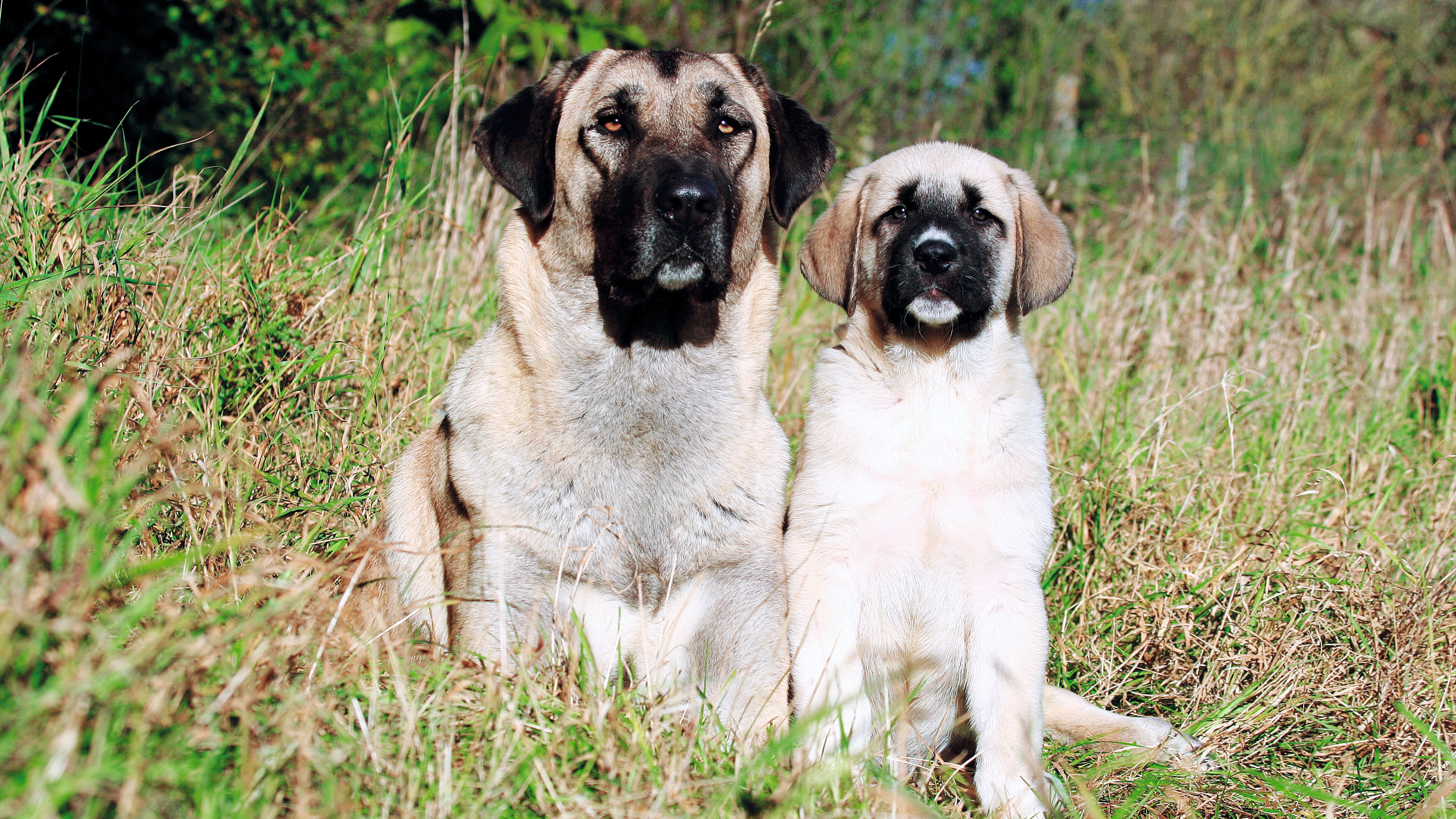 Anatolian Shepherd and a puppy sat side by side in the grass