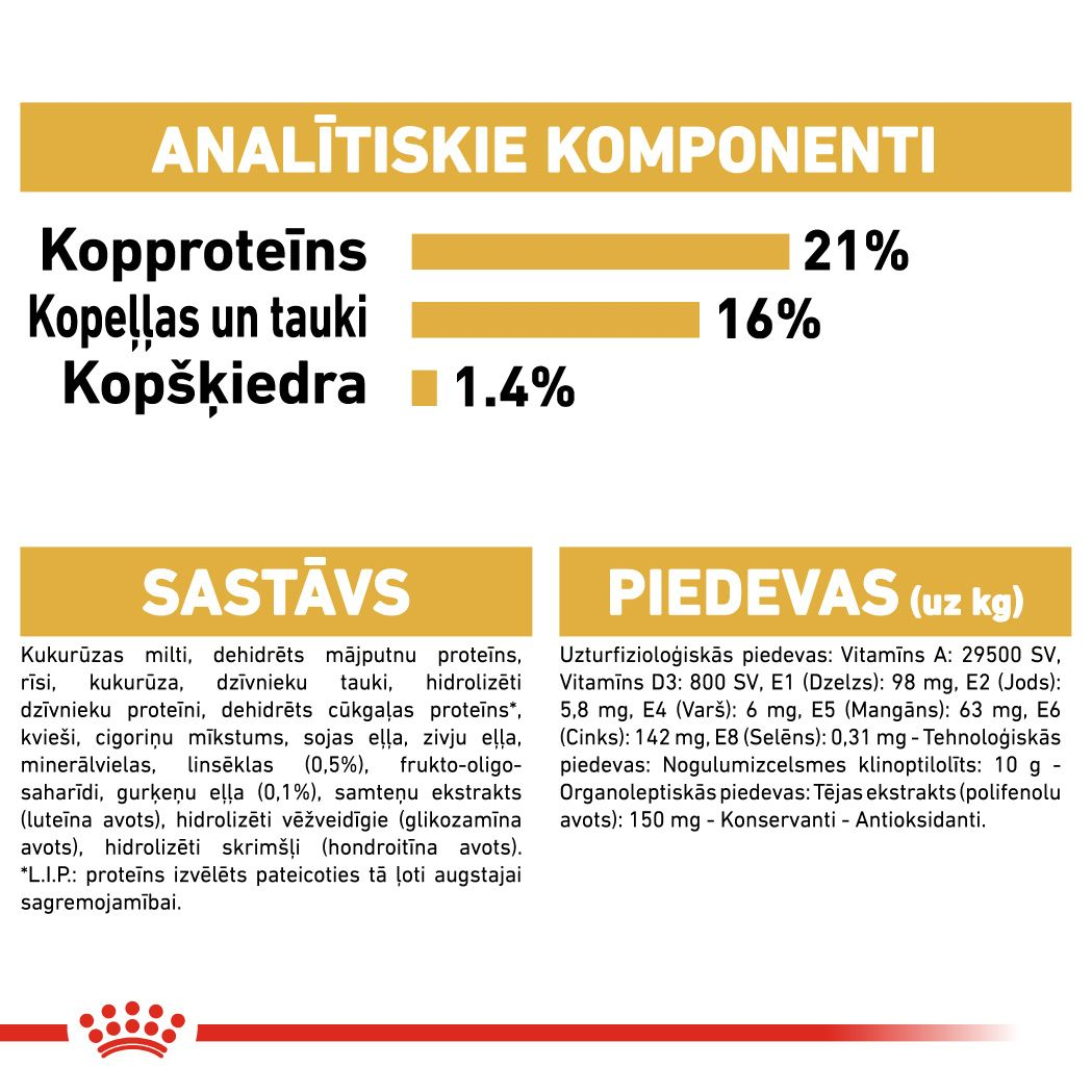 West Highland White Terrier Adult