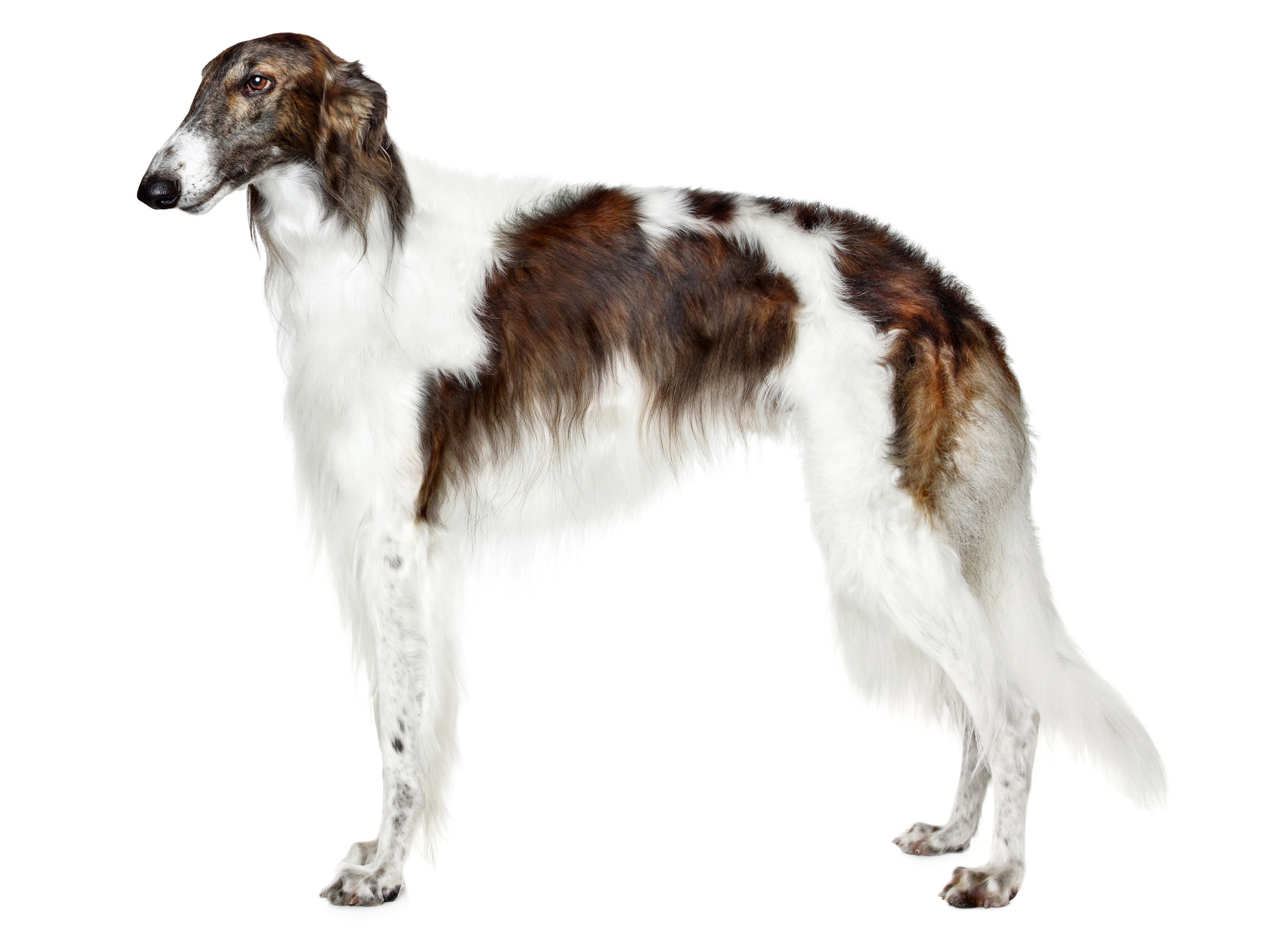 Borzoi adult black and white