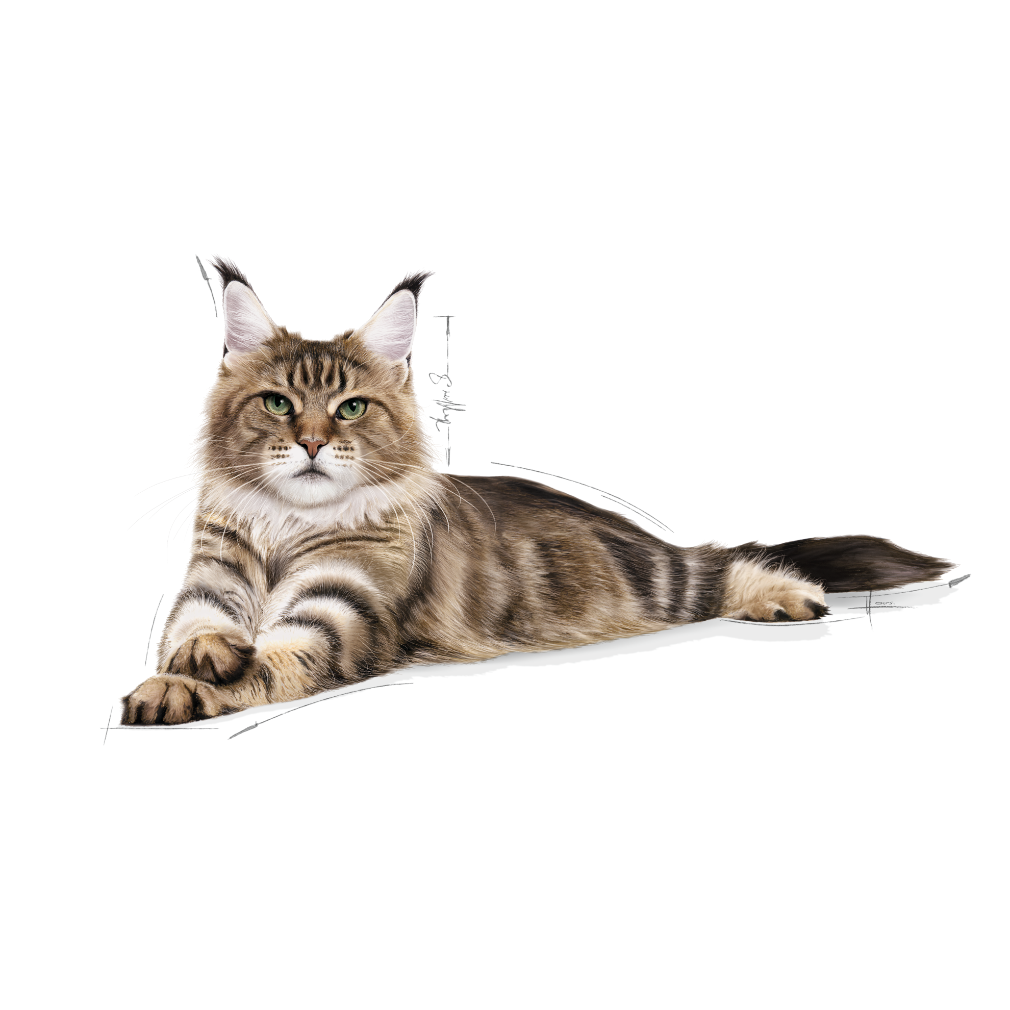 ROYAL CANIN อาหารแมวโตพันธุ์เมนคูน ชนิดเม็ด (MAINE COON ADULT)