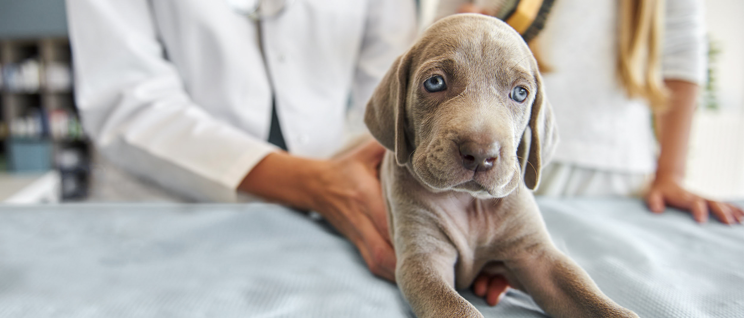 Puppy dog lying down on an examination table in a vets office.