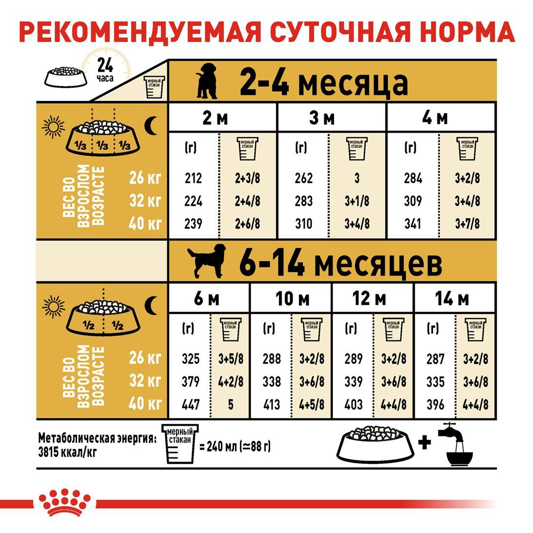 Labrador Retriever Puppy