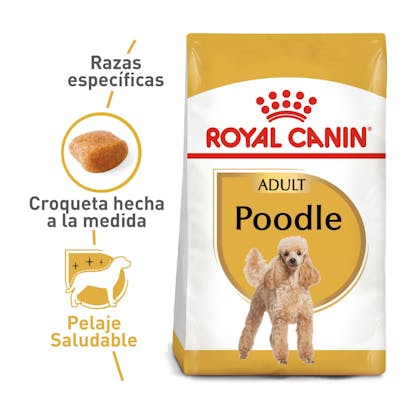 POODLE ADULT COLOMBIA 1