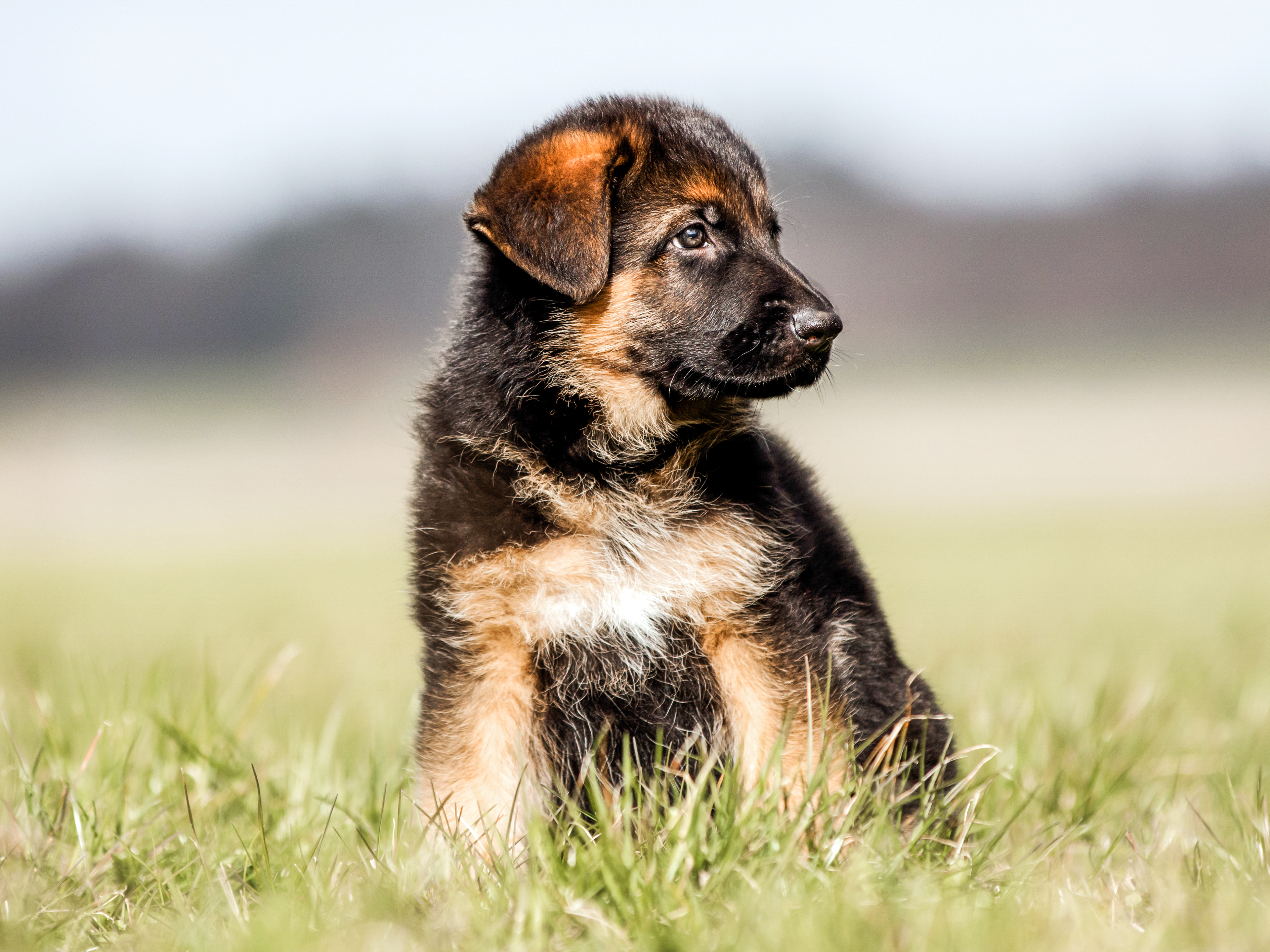 German Shepherd puppy sitting outdoors in grass
