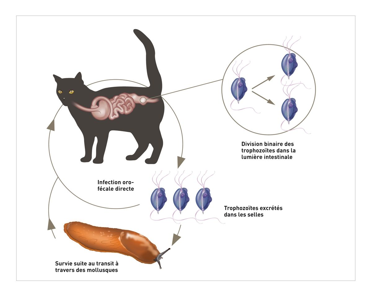 Le cycle parasitaire de T. fœtus est typiquement direct (oro-fécal) bien que l’infection via l’ingestion de trophozoïtes ayant transité par des mollusques ait été rapportée.