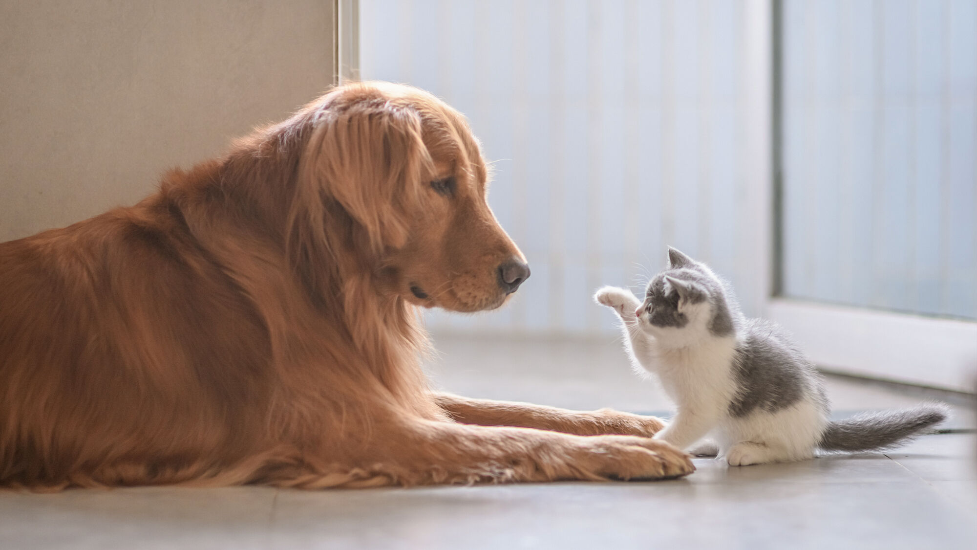 Een grijs-witte kitten zit naast een volwassen Golden Retriever