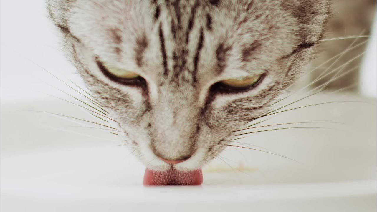 ROYAL CANIN© Sensory