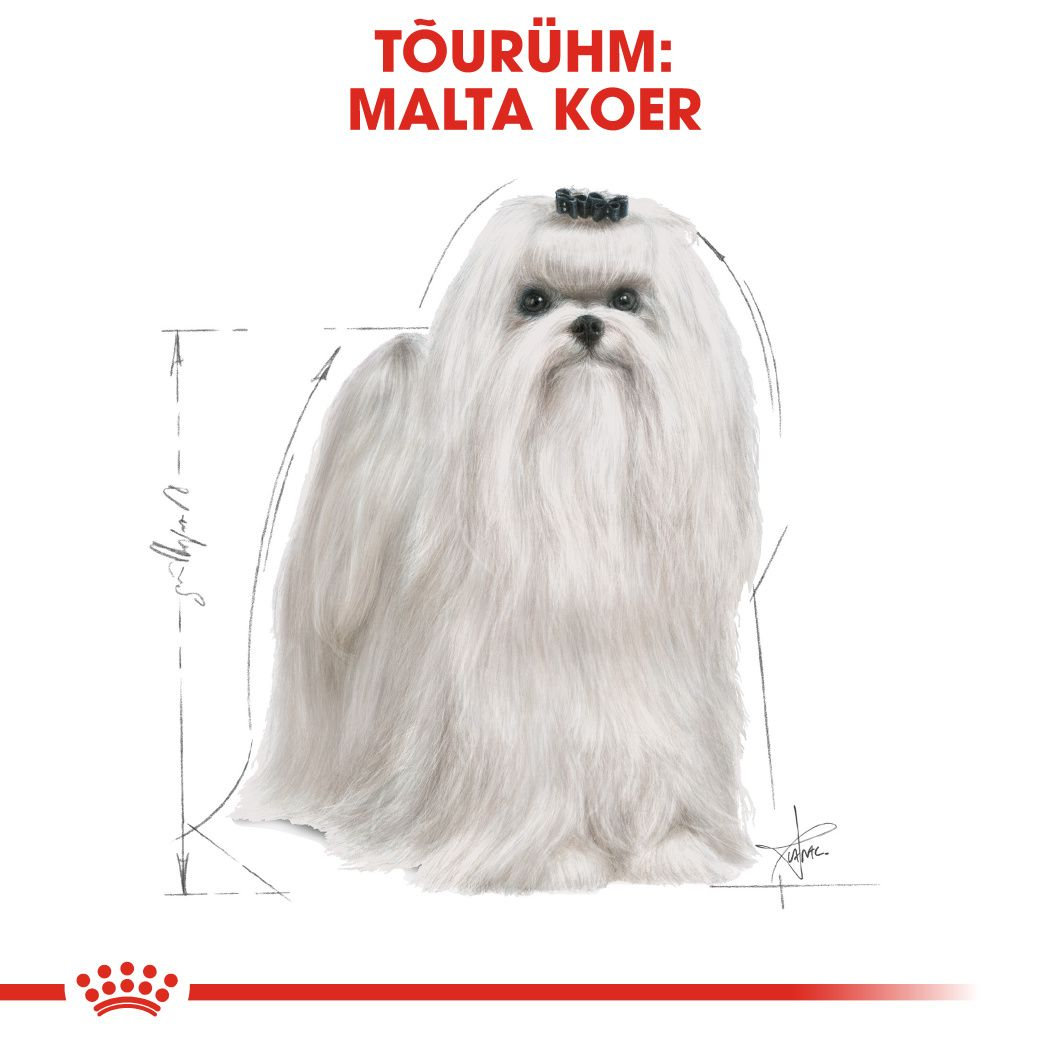 Royal Canin Maltese Adult kuivtoit