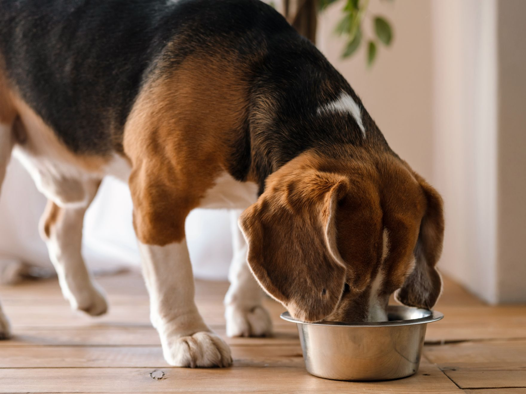 Brown and black dog eating from a bowl 