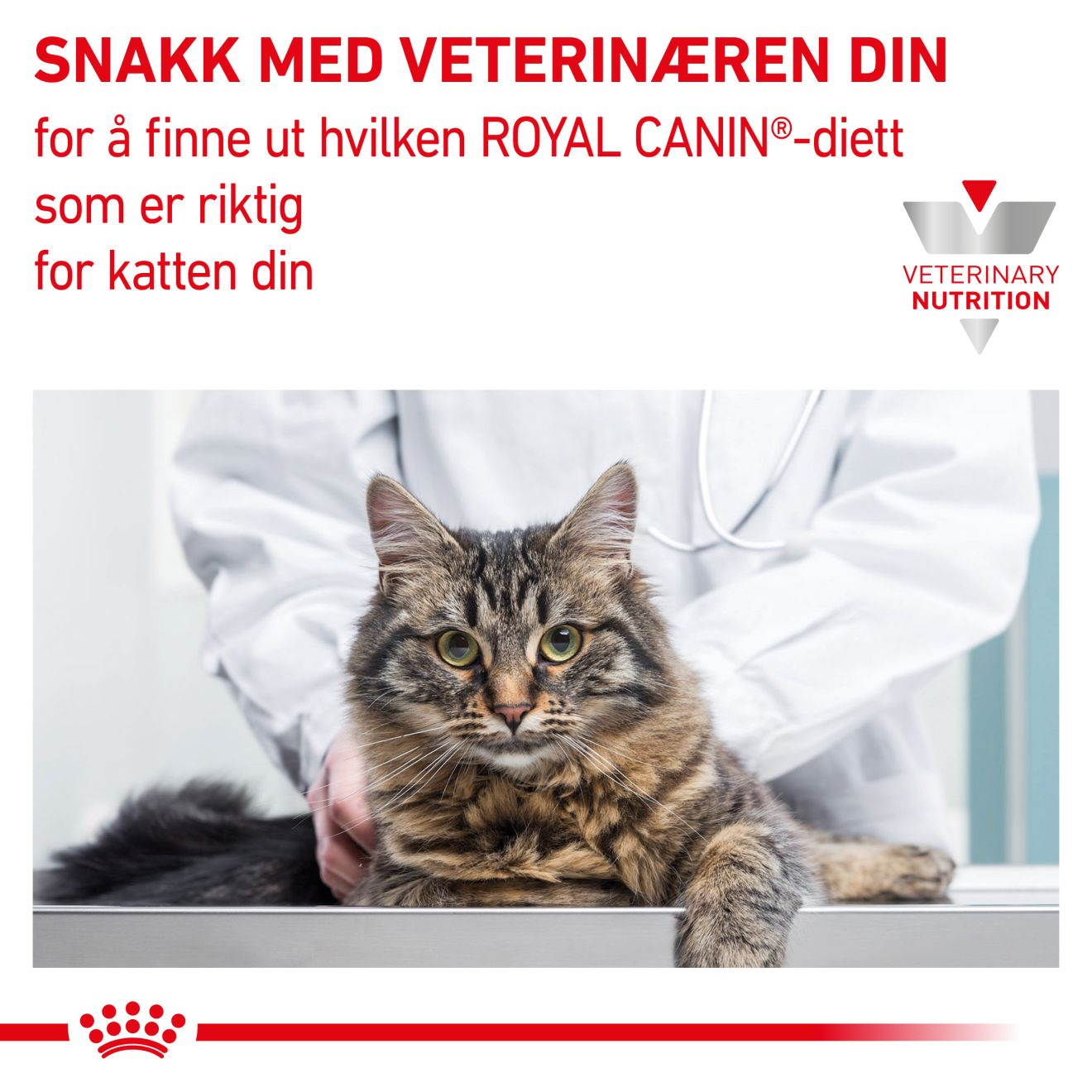 Gastrointestinal Kitten Mousse