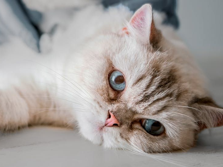 Young cat lying down on an examination table being checked over by a vet