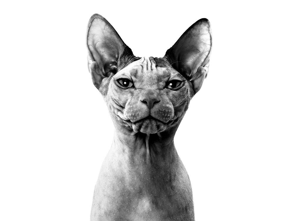 Don sphynx en gros plan et en noir et blanc