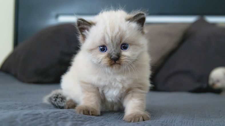 Close-up van een kitten op 4 weken oud, spelend op een blauwe deken in bed