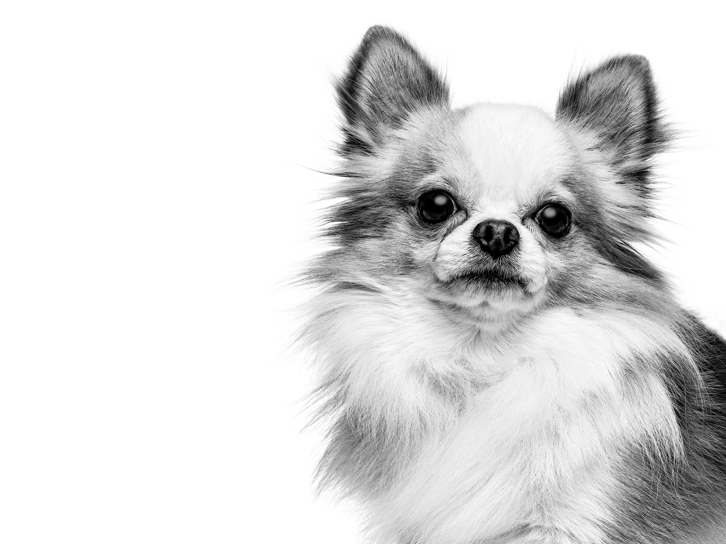 Volwassen Chihuahua in zwart-wit op een witte achtergrond