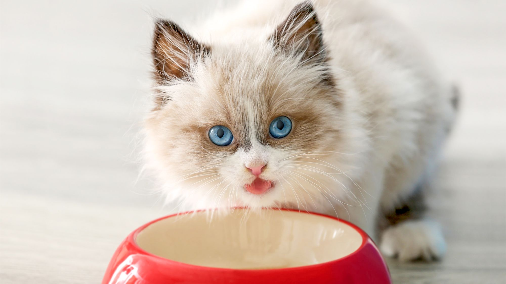 Sacred Birman kitten indoors eating from a red bowl