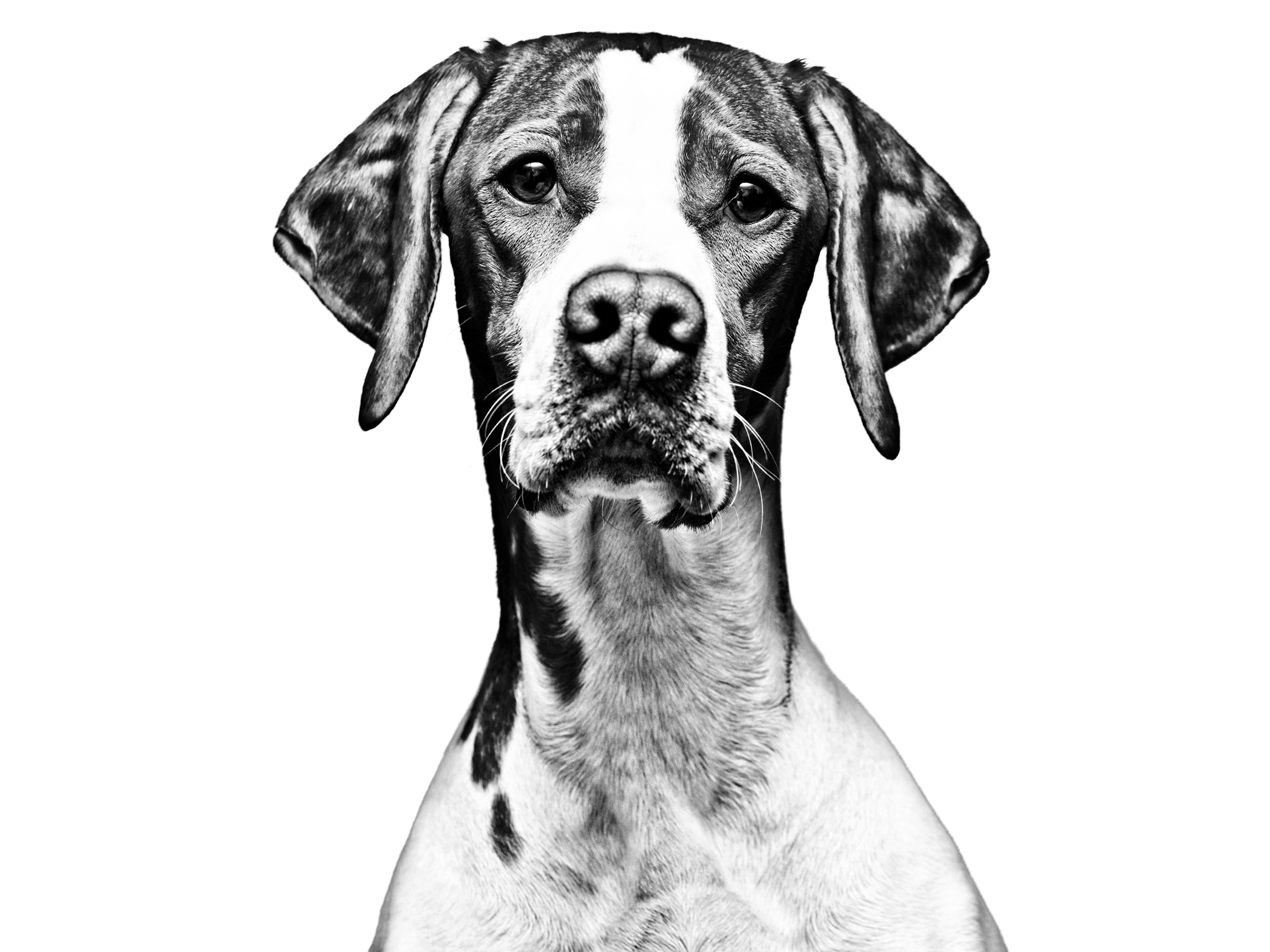 English Pointer | Royal Canin IN