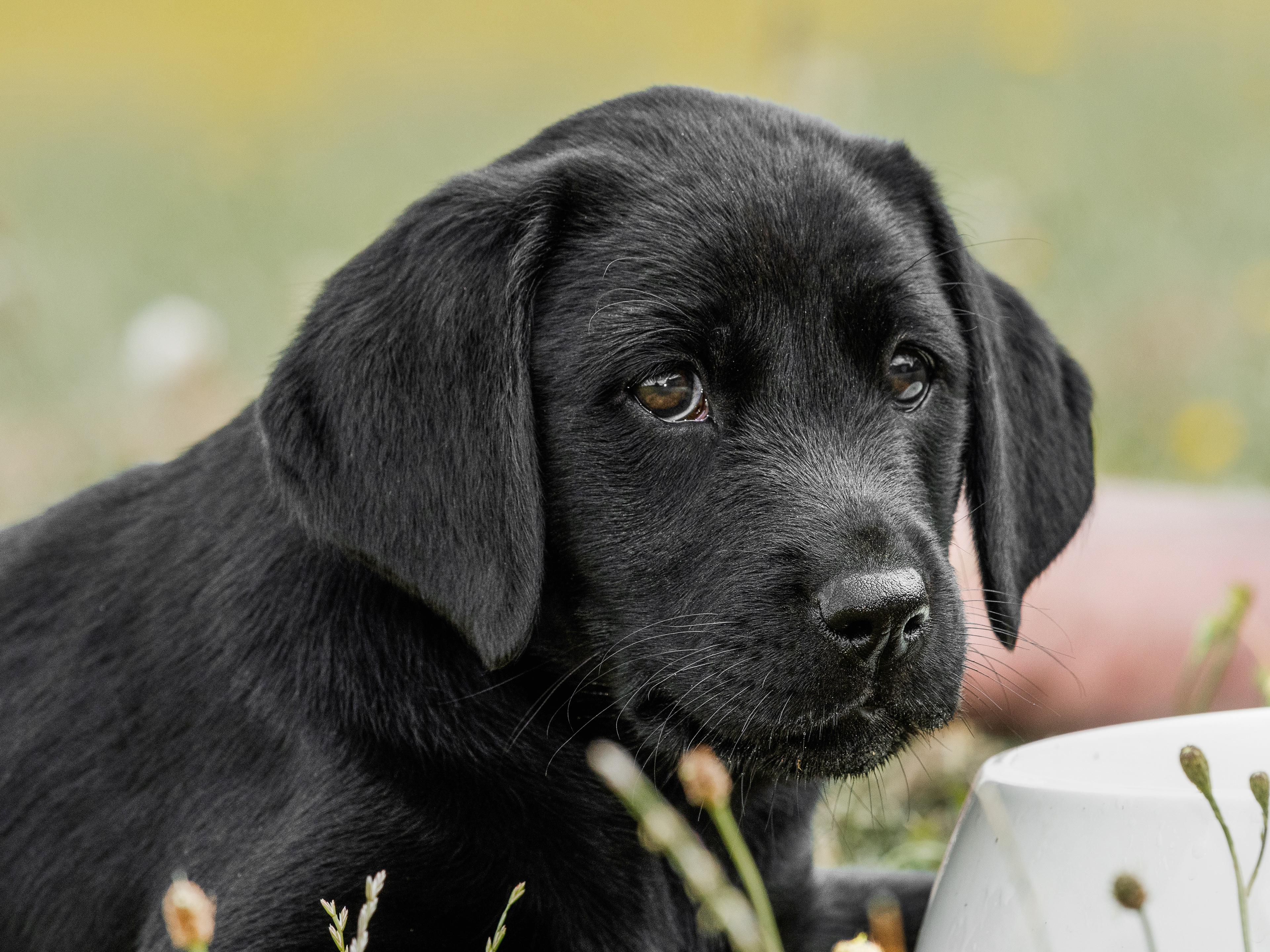 Black Labrador Retriever puppy lying down outdoors next to a white bowl