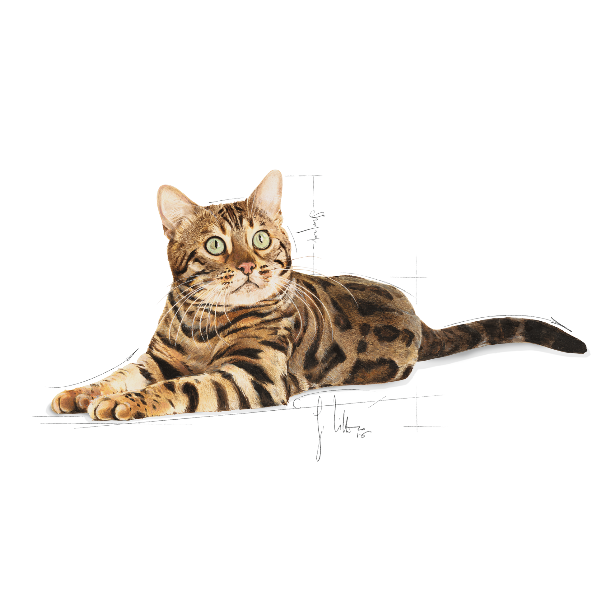Bengal Adult Trocken Royal Canin